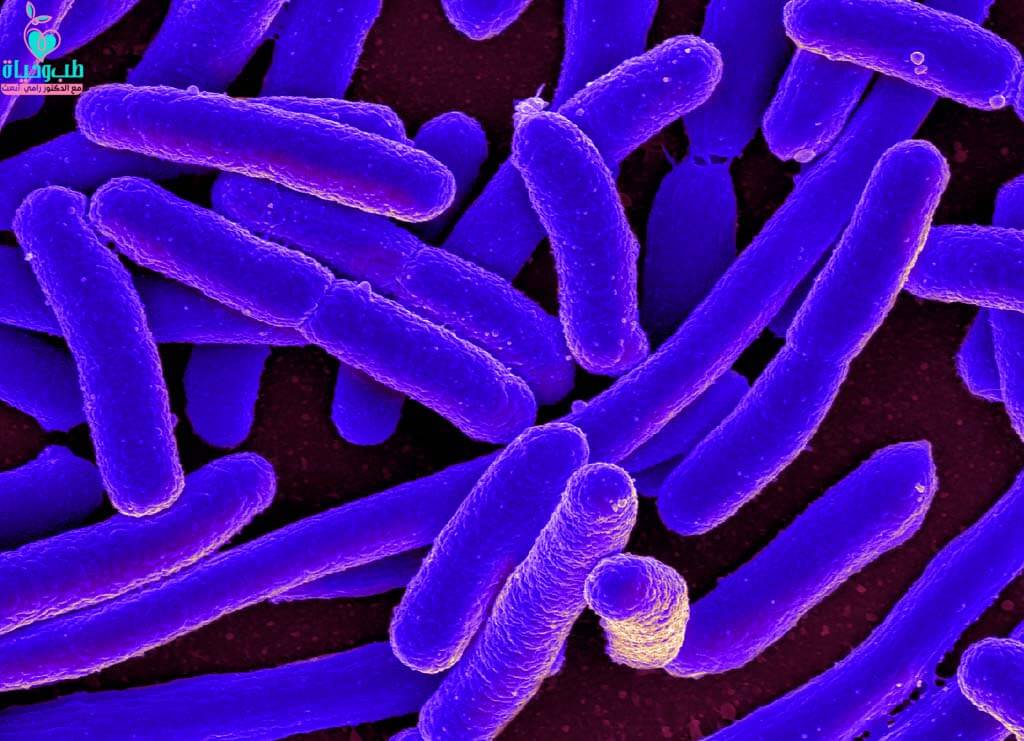 ما هي البكتيريا المفيدة